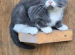 Millie - Russian Blue Kitten For Sale - 