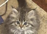 Athena - Persian Kitten For Sale - 