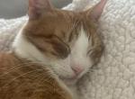 Cleo - American Shorthair Cat For Adoption - Chandler&comma; AZ&comma; US