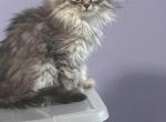 Calypso - Persian Kitten For Sale - 
