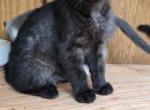 Georgia - Russian Blue Kitten For Sale - 