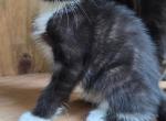 Teddy - Russian Blue Kitten For Sale - 