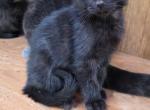 Peanut - Russian Blue Kitten For Sale - Becker&comma; MN&comma; US