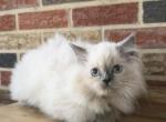 Willow - Himalayan Kitten For Sale - Baltimore&comma; MD&comma; US