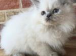 Pearl - Himalayan Kitten For Sale - 