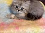 S&M - Persian Kitten For Sale - Mooresville&comma; IN&comma; US