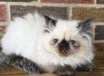 Mochi - Himalayan Kitten For Sale - 