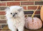 Oliver - Himalayan Kitten For Sale - Baltimore&comma; MD&comma; US