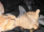Dumpring - American Shorthair Kitten For Sale - Baltimore&comma; MD&comma; US