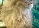 Miko - Persian Kitten For Sale - Atlanta&comma; GA&comma; US