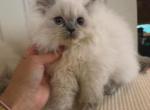 Aurora - Himalayan Kitten For Sale - Baltimore&comma; MD&comma; US