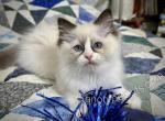 Morag - Ragdoll Kitten For Sale - Tuscaloosa&comma; AL&comma; US