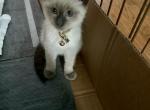 Mocha - Siamese Kitten For Sale - Catasauqua&comma; PA&comma; US