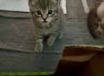 Moon - American Longhair Kitten For Sale - Catasauqua&comma; PA&comma; US