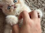 Exotic Shorthair - Exotic Kitten For Sale - Hinton&comma; WV&comma; US