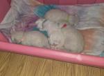 Buttercup's Balinese Litter - Balinese Kitten For Sale - Scranton&comma; PA&comma; US