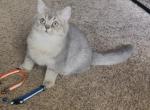 Bee - British Shorthair Kitten For Sale - Johns Creek&comma; GA&comma; US