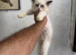 Sam - Ragdoll Kitten For Sale - Cutler Bay&comma; FL&comma; US