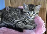 Persian Bengals - Bengal Kitten For Sale - Newton Falls&comma; OH&comma; US