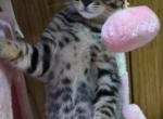 Persian Bengals - Bengal Kitten For Sale - Newton Falls&comma; OH&comma; US