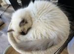 Sylvia - Ragdoll Kitten For Sale - 