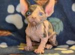 Sphynx Boy Versace DBE TICA CFA  Breeding rights - Sphynx Kitten For Sale - Lockport&comma; IL&comma; US