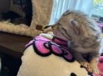 Marshmallow - Bengal Cat For Sale - Stroudsburg&comma; PA&comma; US