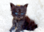 Comfort Poly - Maine Coon Kitten For Sale - TX&comma; US