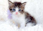 Flannel - Maine Coon Kitten For Sale - TX&comma; US