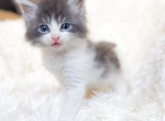 Cashmere - Maine Coon Kitten For Sale - TX&comma; US