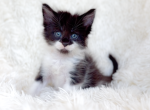 Zoro Poly - Maine Coon Kitten For Sale - 