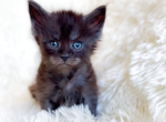 Snuggles - Maine Coon Kitten For Sale - TX&comma; US