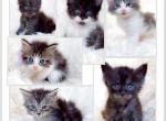 Time to Get Cozy Maine Coons - Maine Coon Kitten For Sale - TX&comma; US