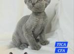Devon Rex Kittens TICA  CFA Breeding Rights Ready - Devon Rex Kitten For Sale - Lockport&comma; IL&comma; US