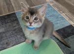 Blue Somali Male Kittens - Somali Kitten For Sale - Springtown&comma; TX&comma; US