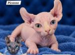 Odd Eyes DBE Sphynx Dwelf Boy  TICA - Sphynx Kitten For Sale - Lockport&comma; IL&comma; US
