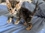 Kitten boy - Domestic Kitten For Sale - Palmdale&comma; CA&comma; US
