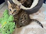 Boy 2 - Domestic Kitten For Sale - Palmdale&comma; CA&comma; US