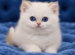 British Shorthair Boys Girls   Ready to go home - British Shorthair Kitten For Sale - Lockport&comma; IL&comma; US