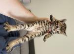 Girl kitten - Domestic Kitten For Sale - Palmdale&comma; CA&comma; US