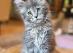 Blue Tortie - Maine Coon Kitten For Sale - OH&comma; US