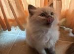 RESERVED Kats ravishing ragdolls blue point - Ragdoll Kitten For Sale - Lancaster&comma; PA&comma; US