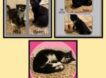 Scottish Fold and Scottish Kilt Cats and Kittens - Scottish Fold Kitten For Sale - FL&comma; US