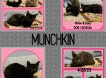 Munchkin Cats & Kittens - Munchkin Cat For Sale - FL&comma; US
