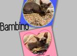 Bambino Cats - Bambino Kitten For Sale - FL&comma; US