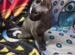 Pixie black boy one eye - Sphynx Kitten For Sale - 