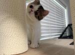 Casper - Exotic Kitten For Sale - 