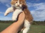 Garfield - Maine Coon Kitten For Sale - 