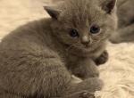 Males and females - British Shorthair Kitten For Adoption - MA&comma; US