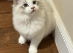 Lily - Ragdoll Kitten For Sale - Potomac&comma; MD&comma; US